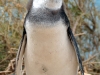 argentina-puerto-madryn-20100130-061-peninsula-valdez-penguins