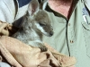 australia-20090513-001-sydney-featherdale-wildlife-park.jpg