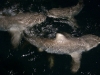 australia-20090501-d05-009-cairns-liveaboard-uw-nightdive-sharks-waiting.jpg