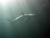 australia-20090501-d05-019-cairns-liveaboard-uw-nightdive-sharks.jpg