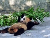 china-20090722-039-chongqing-zoo-panda-etc.jpg