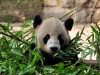 china-20090722-044-chongqing-zoo-panda-etc.jpg