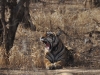 20090409-india-068-ramthanbhore-safari-tiger.jpg