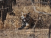 20090409-india-081-ramthanbhore-safari-tiger.jpg
