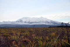New Zealand - Tongario National Park